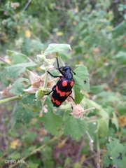 Hycleus biundulatus