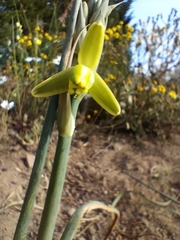 Albuca cooperi