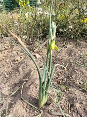 Albuca cooperi