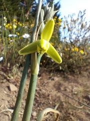 Albuca cooperi