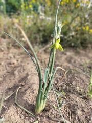 Albuca cooperi