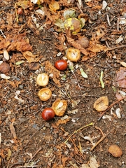 Sapindaceae