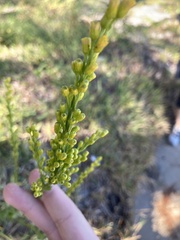 Solidago mexicana