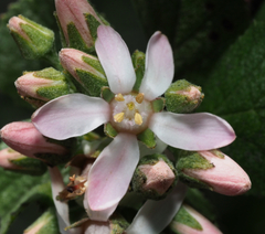 Pterostemon rotundifolius
