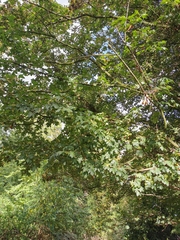 Sapindaceae