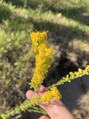 Solidago mexicana