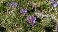 Crocus nudiflorus