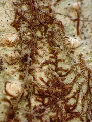 Frullania nisquallensis