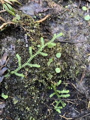 Selaginella