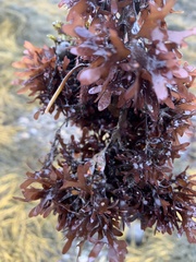 Chondrus crispus