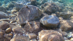 Clibanarius erythropus