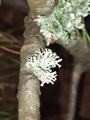 Hypogymnia tubulosa