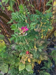Rosa rugosa