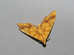 Cryptosara caritalis