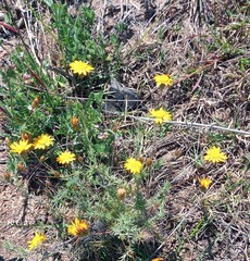 Leysera gnaphalodes