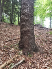 Abies alba