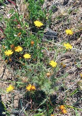 Leysera gnaphalodes