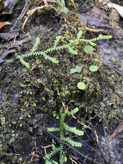 Selaginella