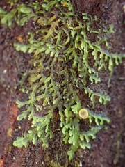Riccardia chamedryfolia