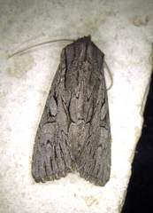 Fishia yosemitae