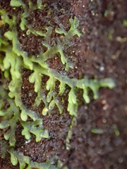 Riccardia chamedryfolia