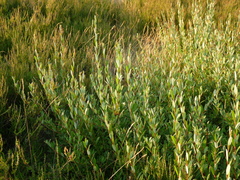 Salix repens repens