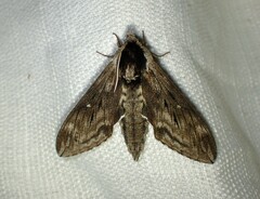 Sphinx poecila