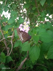 Euploea core