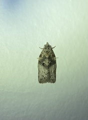 Tortricoidea