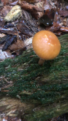 Galerina marginata