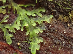 Riccardia chamedryfolia