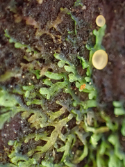 Riccardia chamedryfolia