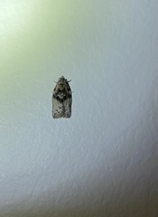 Tortricoidea
