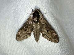 Sphinx poecila