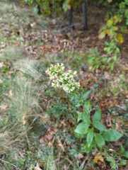 Solidago bicolor