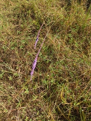 Liatris tenuifolia