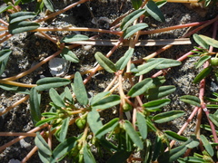 Euphorbia polygonifolia