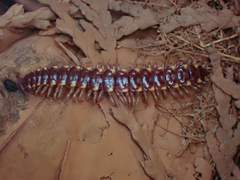Nearctodesmidae