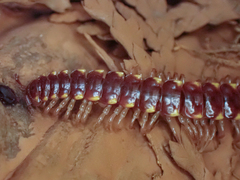 Nearctodesmidae