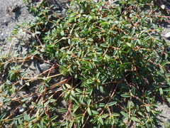 Euphorbia polygonifolia