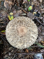 Chlorophyllum olivieri