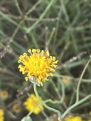 Thelesperma megapotamicum