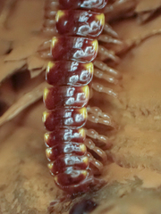 Nearctodesmidae