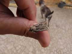 Agrotis spinifera