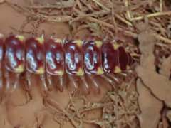Nearctodesmidae