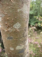 Lecidella elaeochroma