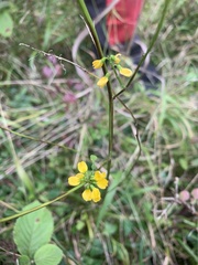 Angiospermae