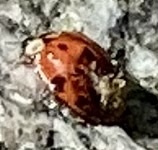 Hesperomyces harmoniae