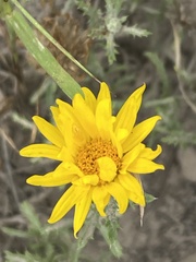 Xanthisma spinulosum