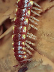 Nearctodesmidae